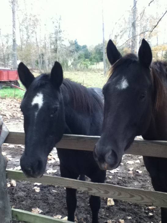 Socks and Junie -