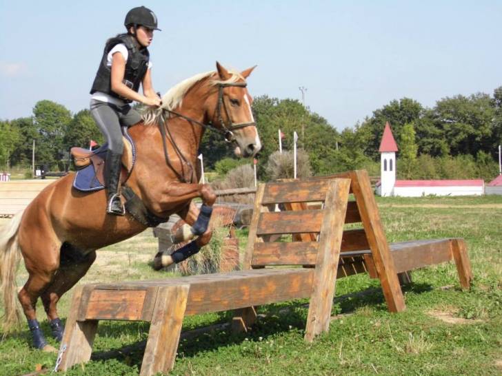 quidiboo mon 2ème cheval et camille - Mâle (8 ans)