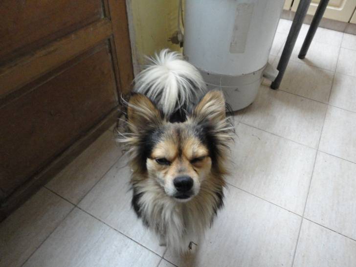 Mikey - Mâle (3 ans)