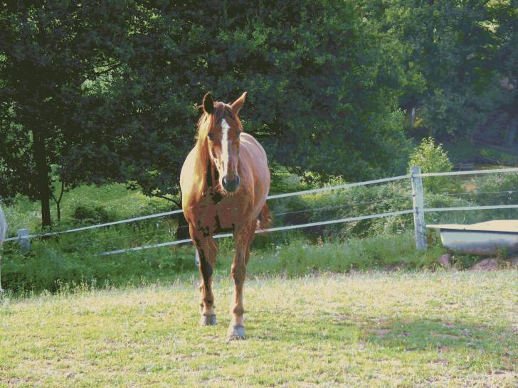 Jerry - Mâle (10 ans)