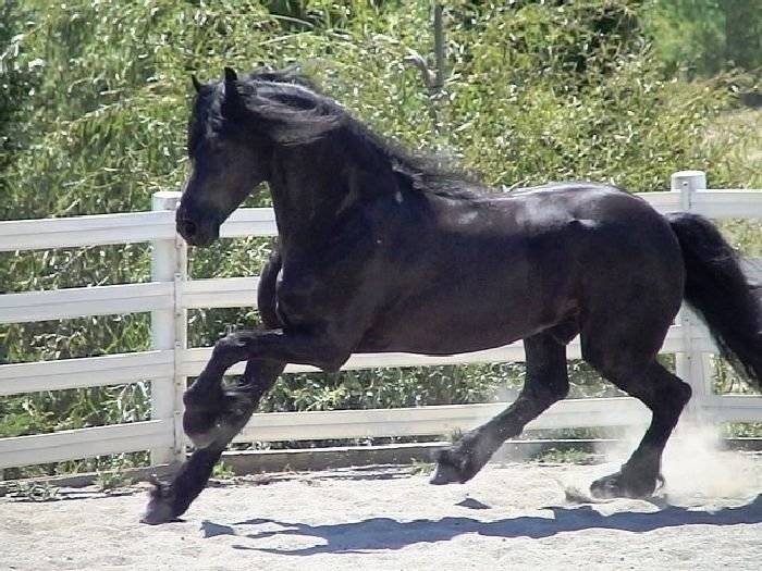 FRISON -