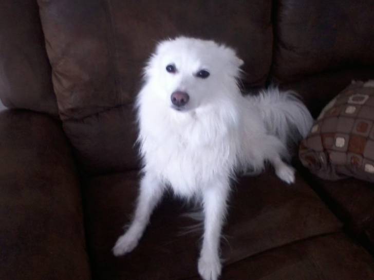 Latte - (7 ans)