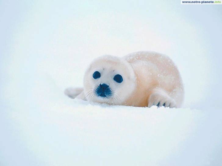 phoqui - Femelle (1 mois)