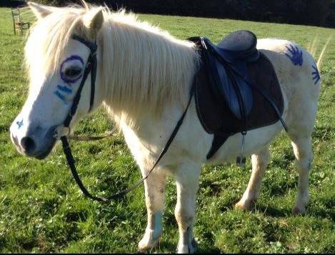 Flicka = ma vie - (16 ans)