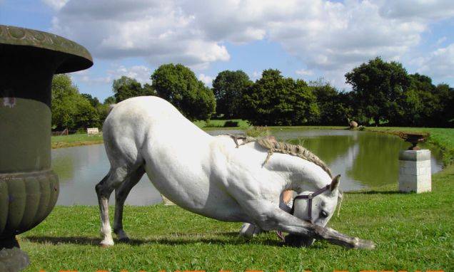 le beau dada !!! - Mâle (7 ans)