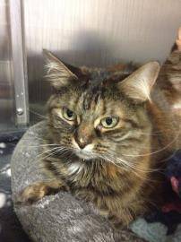 Catty - (5 ans)