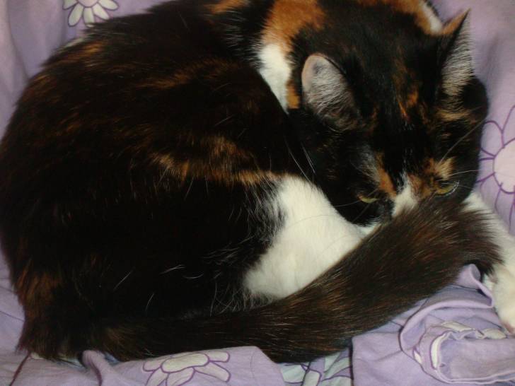nikita - (12 ans)