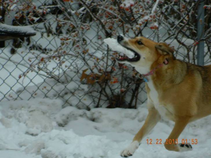 Jazzy - Femelle (2 ans)