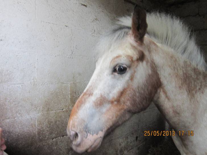 Pitchou - Mâle (14 ans)