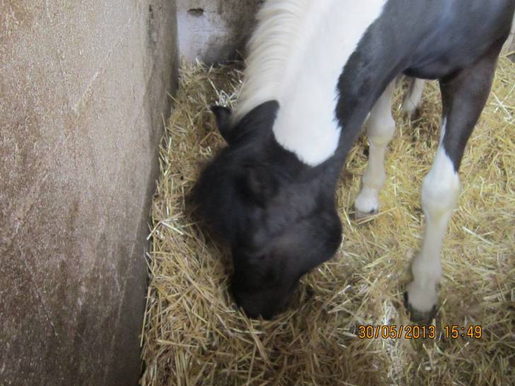 Pirate - Mâle (14 ans)