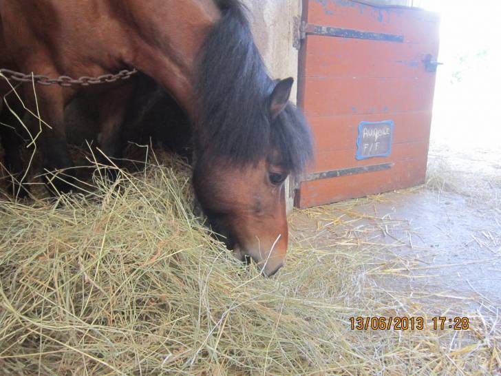 Benji - Mâle (Autre)