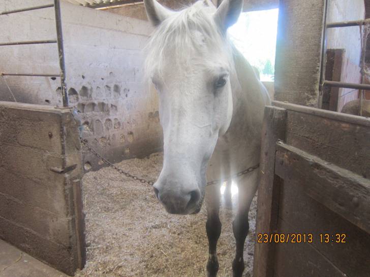 Prince - Mâle (Autre)