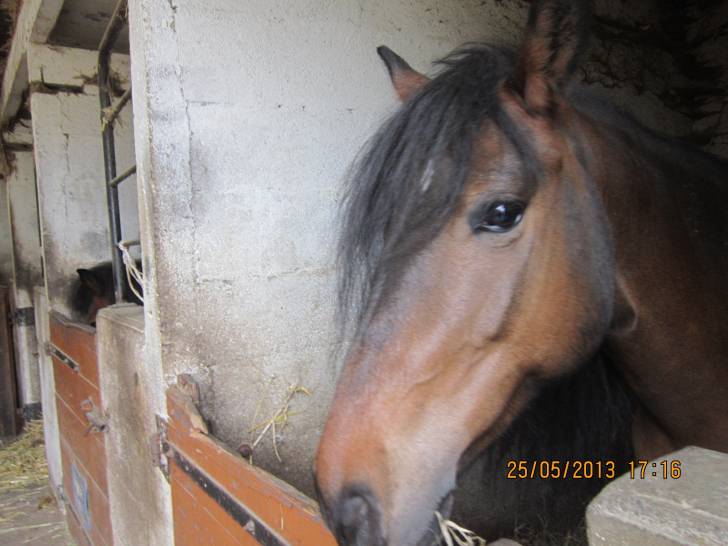 Brunette - Mâle (Autre)