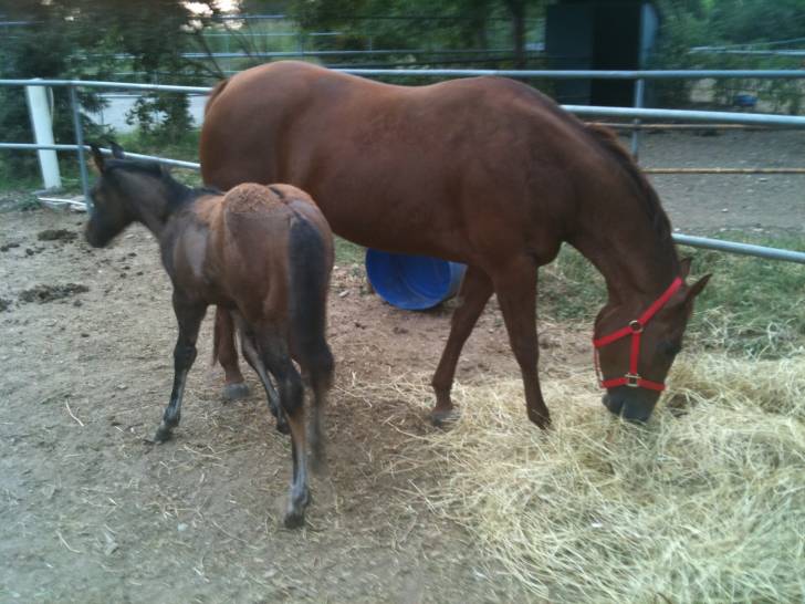 trilly e aura - (4 ans)