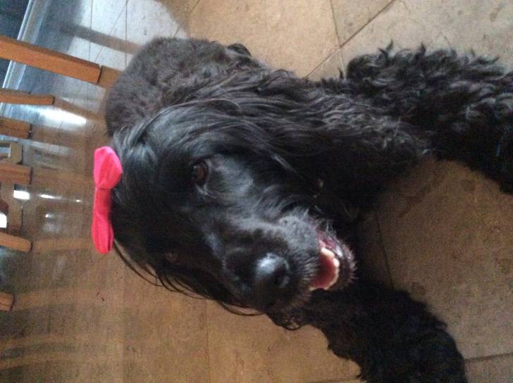 Sasha - (5 ans)