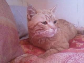 tigrou - Mâle (2 ans)