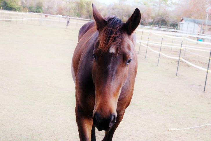 Sander - Mâle (4 ans)
