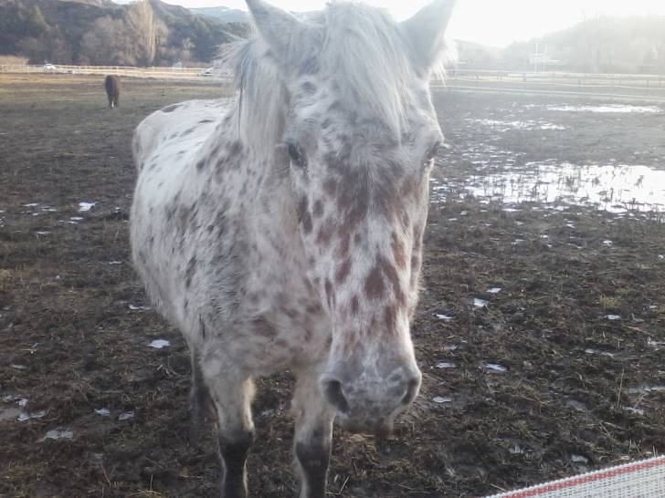 Darkness - Mâle (12 ans)