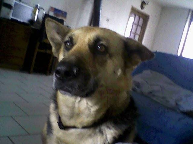 diablo - Mâle (3 ans)