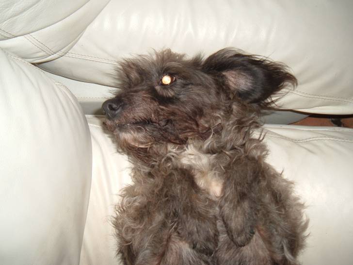 Ninja - Femelle (11 ans)