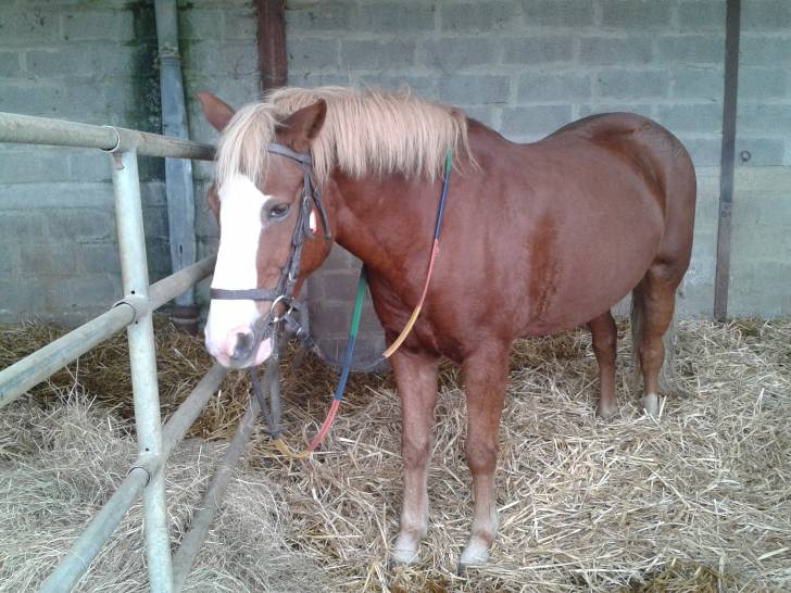 jumper - Mâle (10 ans)
