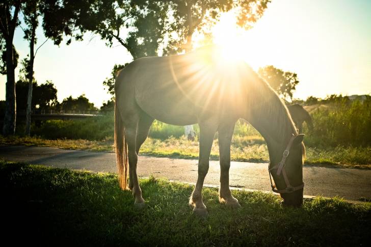 Sun horse - Mâle (9 ans)
