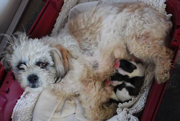 Roxy as a newborn -
