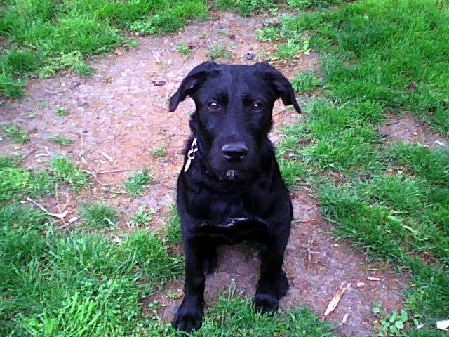 Caline - Femelle (3 mois)