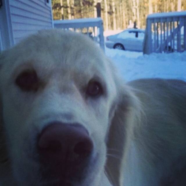 Finley - Mâle (2 ans)