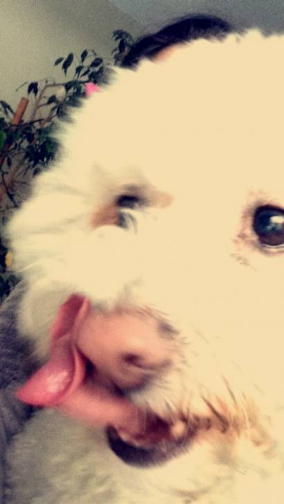 Casper - Mâle (7 ans)