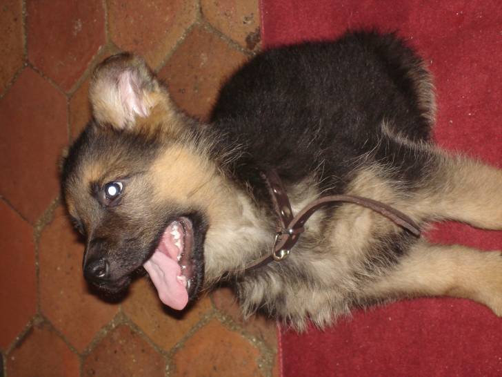 foste - Mâle (2 ans)