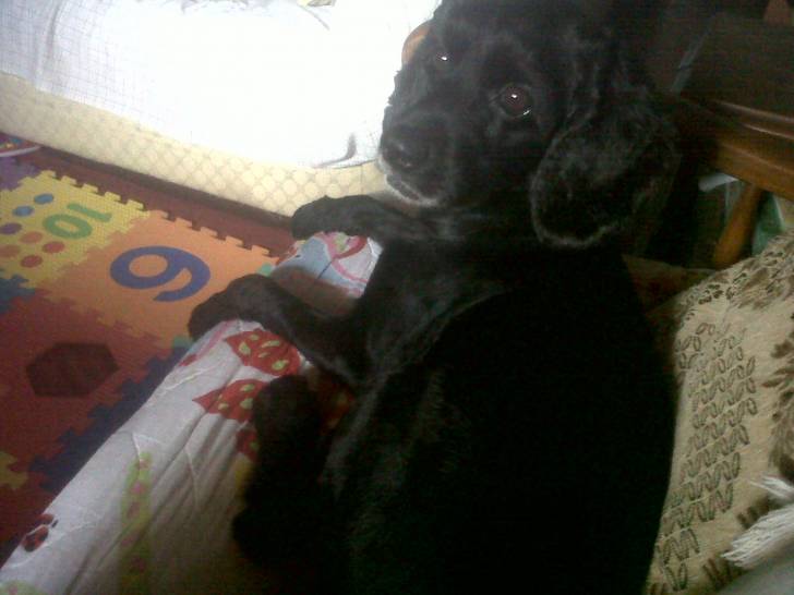 Gala - Femelle (7 ans)