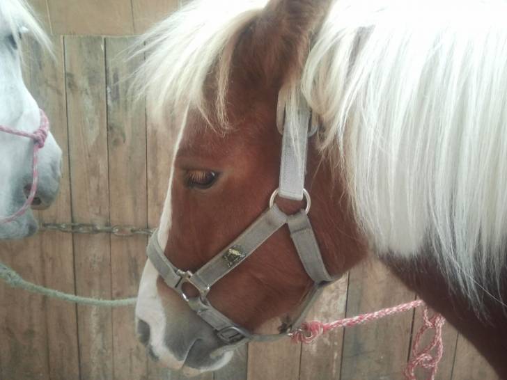 Jocker - Mâle (8 ans)