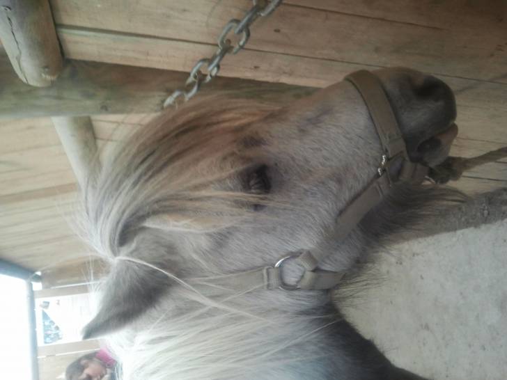 Pomy - Mâle (10 ans)