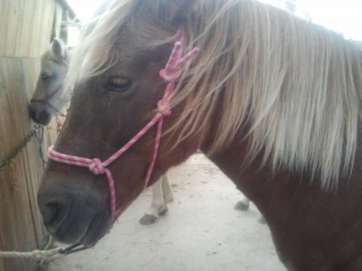 Chocolatine - (8 ans)
