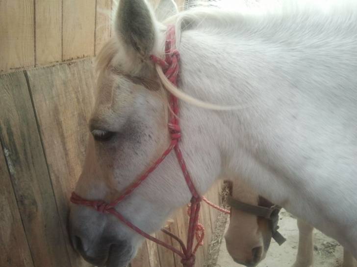Djino - Mâle (9 ans)
