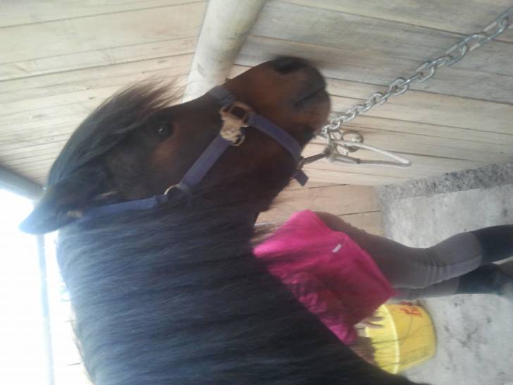 Oliver - Mâle (7 ans)