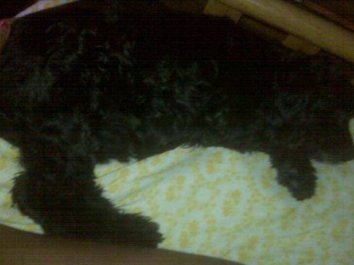 Gala - Femelle (7 ans)