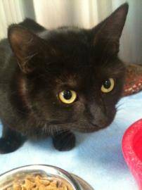 Trixie - (4 ans)
