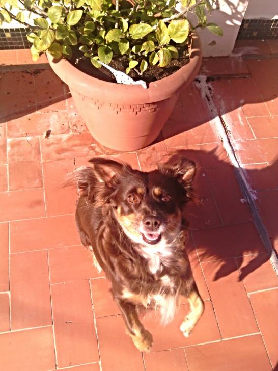 estrella! - (6 ans)