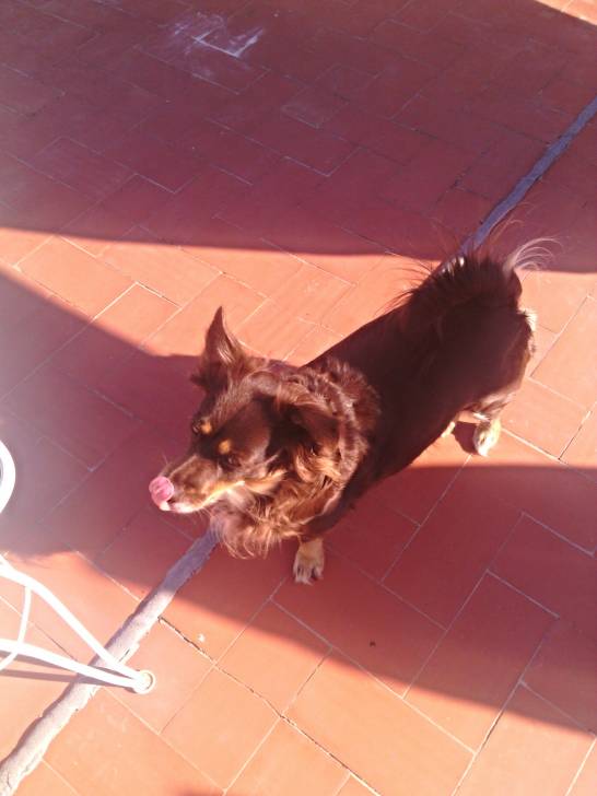 estrellita - (6 ans)