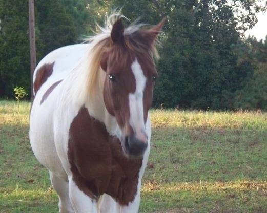 Leo - Mâle (8 ans)
