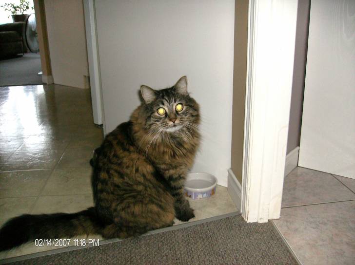 bébé - Mâle (6 ans)