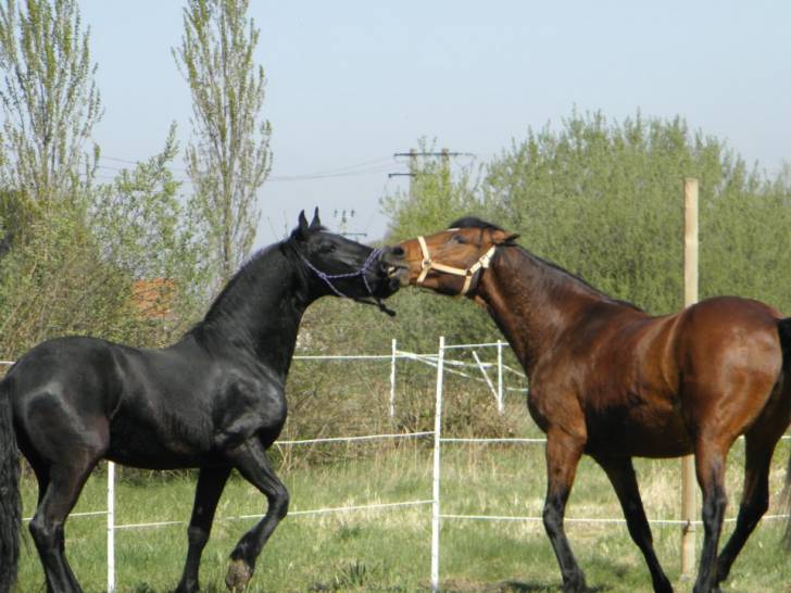 maxi y maxima - (12 ans)