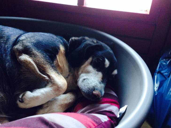 Djoba - (8 ans)