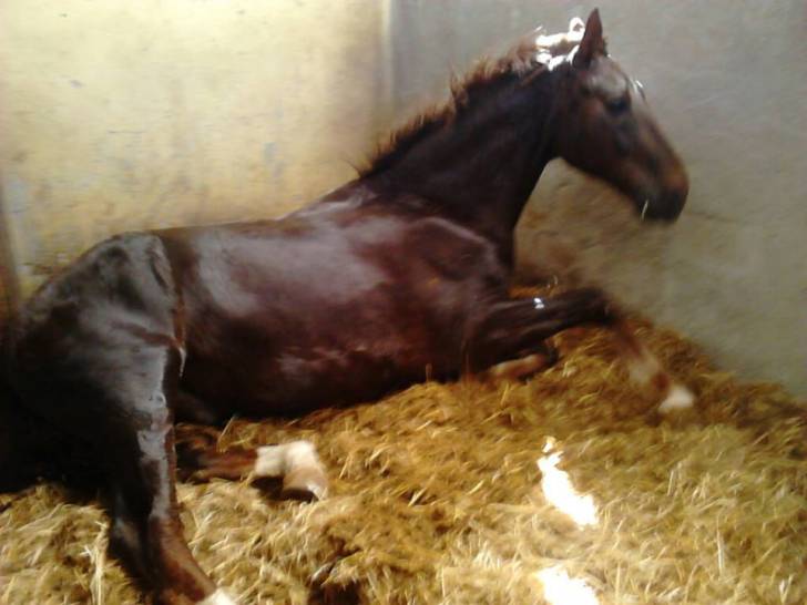bolero - Mâle (6 ans)