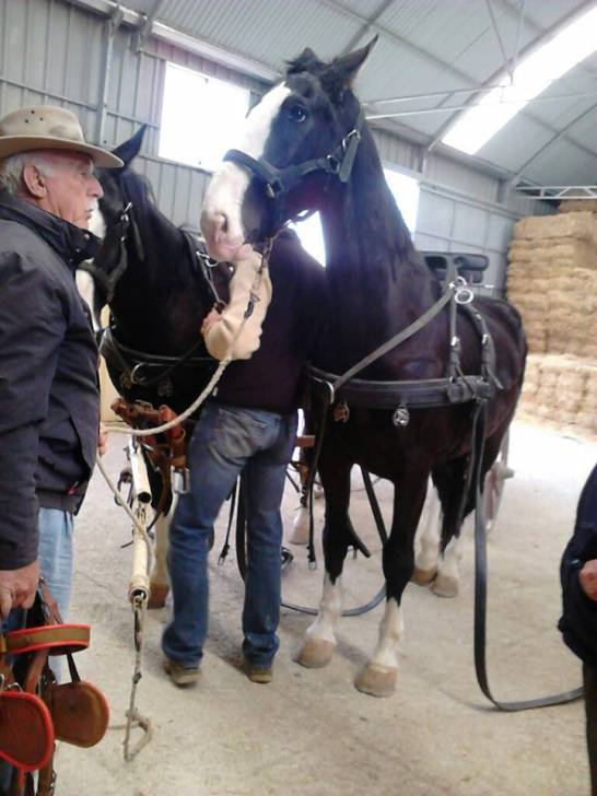 malboro, flamenco,,, - Mâle (19 ans)