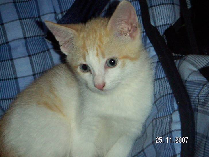 caramel - Mâle (3 ans)
