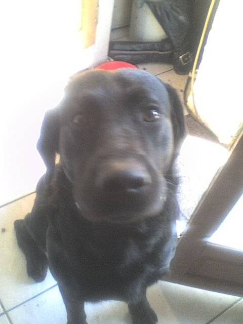 Vic - Mâle (9 ans)
