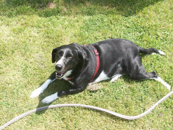 Lilly - (6 ans)